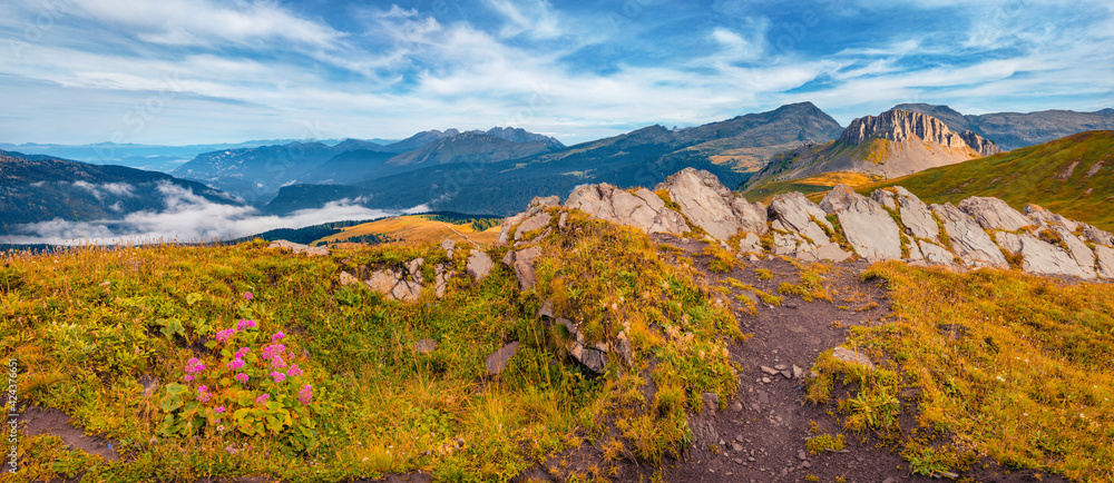 Beautiful autumn scenery. Panoramic morning view of the top of Rolle pass. Breathtaking autumn scene of Dolomite Alps. Colorful landscape of mountain valley, Trentino province, Italy, Europe.