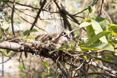 bird on a branch