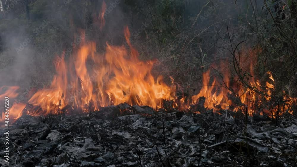Forest fire disaster is burning caused by human Forest fire disaster is burning caused by human