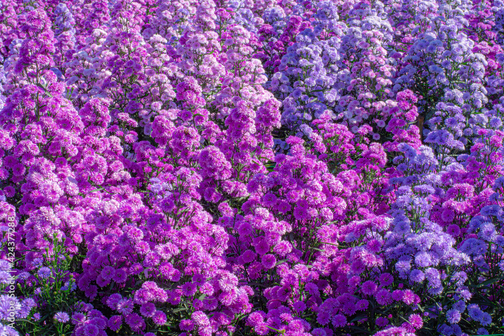 Close-up purple pink and manure Margaret flowers in natural Close-up purple pink and manure Margaret flowers in natural