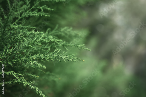 small needles of an evergreen plant