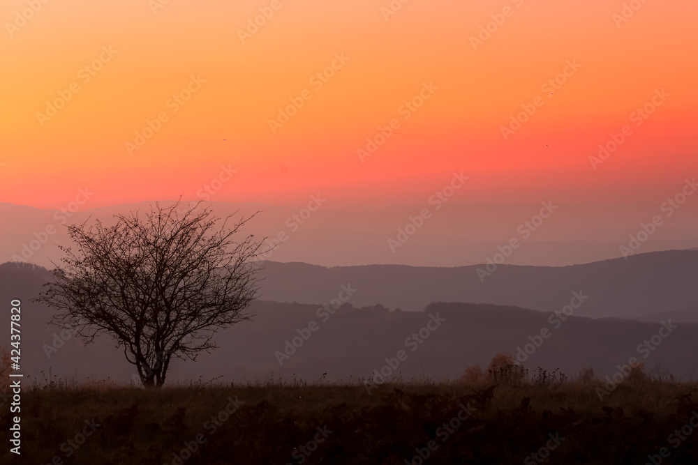 Sunset over the hils with lonely tree