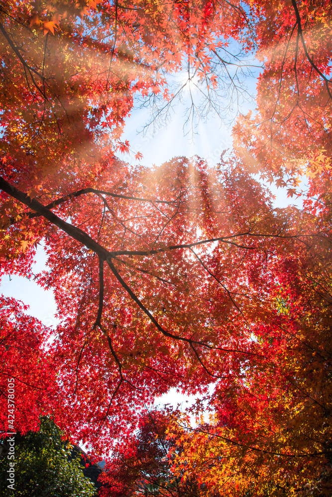 秋の京都の美しい紅葉風景