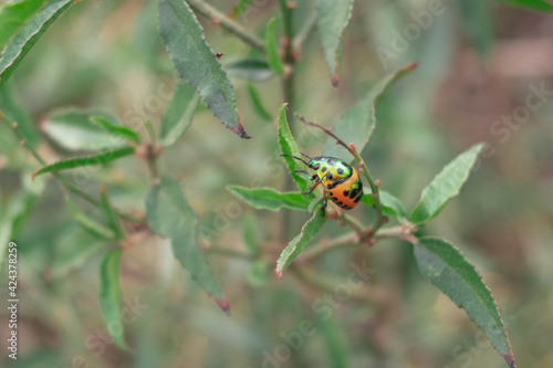 ladybird on a leaf © yotin