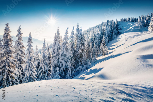 Beautiful winter scenery. Bright outdoor scene of mountain valley. Fir trees covered by fresh snow in Carpathian mountains. Sunny winter view with Pip Ivan summit, Ukraine, Europe. © Andrew Mayovskyy