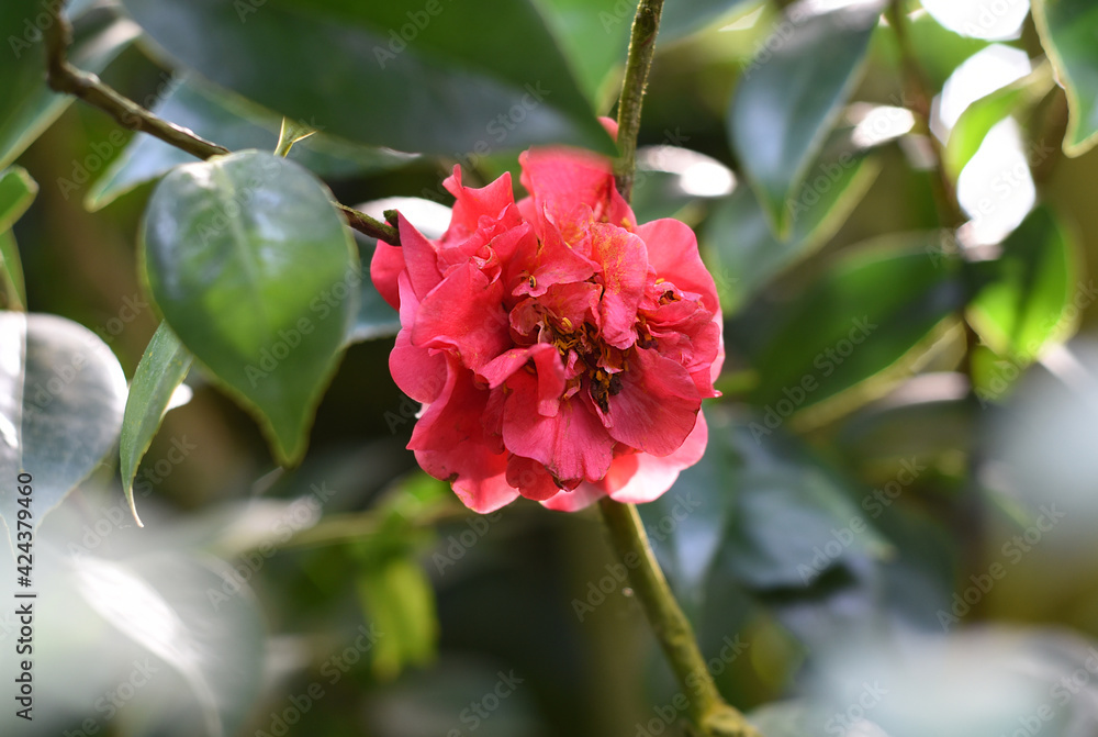 Camellia japonica flower growing on a shrub
