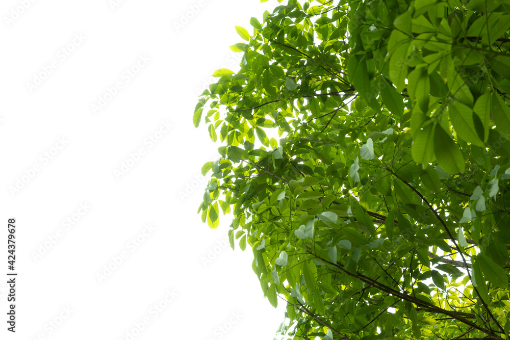 Fototapeta premium green leaves background