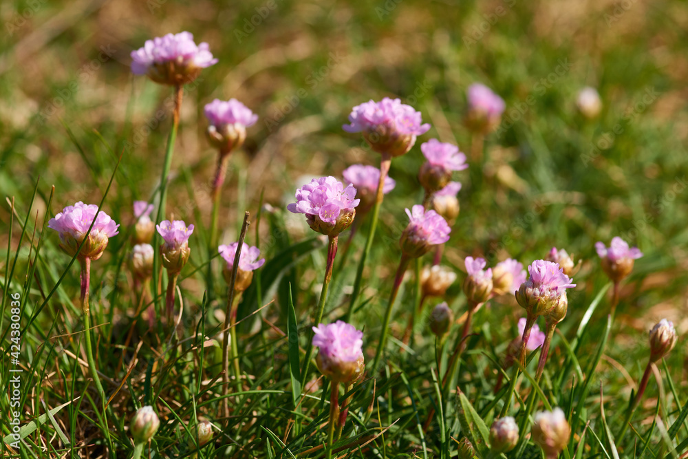 Strand-Grasnelke (Armeria maritima)	
