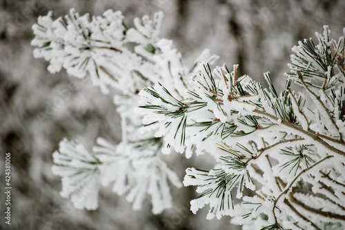 snow covered branches of pine © Sylvia