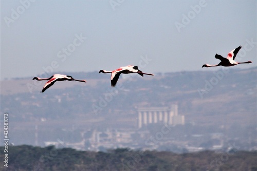 Flamingos in Flight 