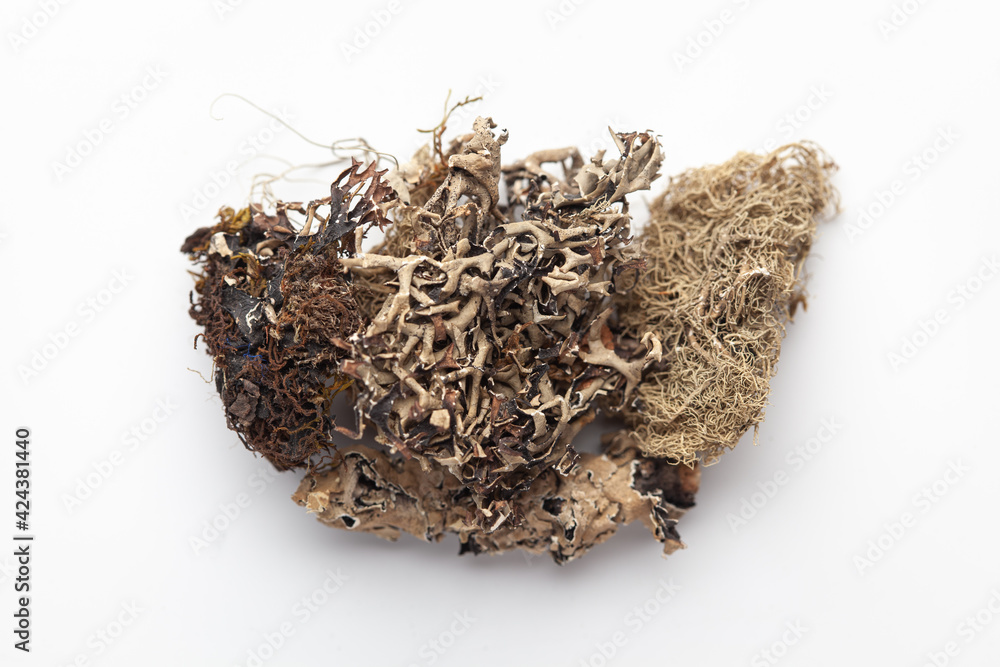Macro close-up of Organic Kalpasi or Dagad phool or black stone flower or chhabila on white background. Pile of Indian Aromatic Spice. Top view Macro close-up of Organic Kalpasi or Dagad phool or black stone flower or chhabila on white background. Pile of Indian Aromatic Spice. Top view