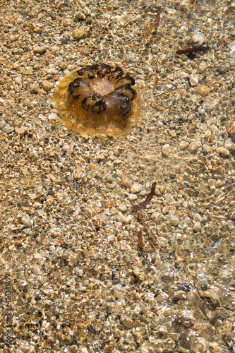 Brown jellyfish on a rocky area of beach at Prajjet Bay, Malta.