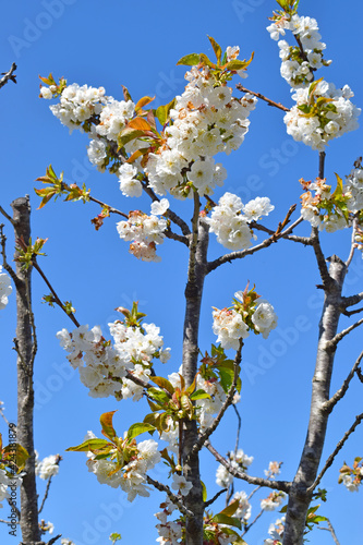 Cerezos en flor en Sant Climent de Llobregar Barcelona