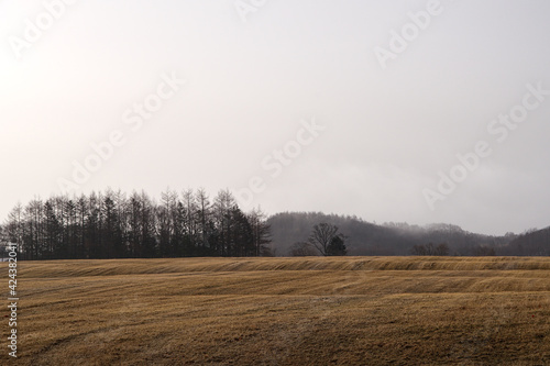 曇り空の下の早春の牧草地 © Masa Tsuchiya