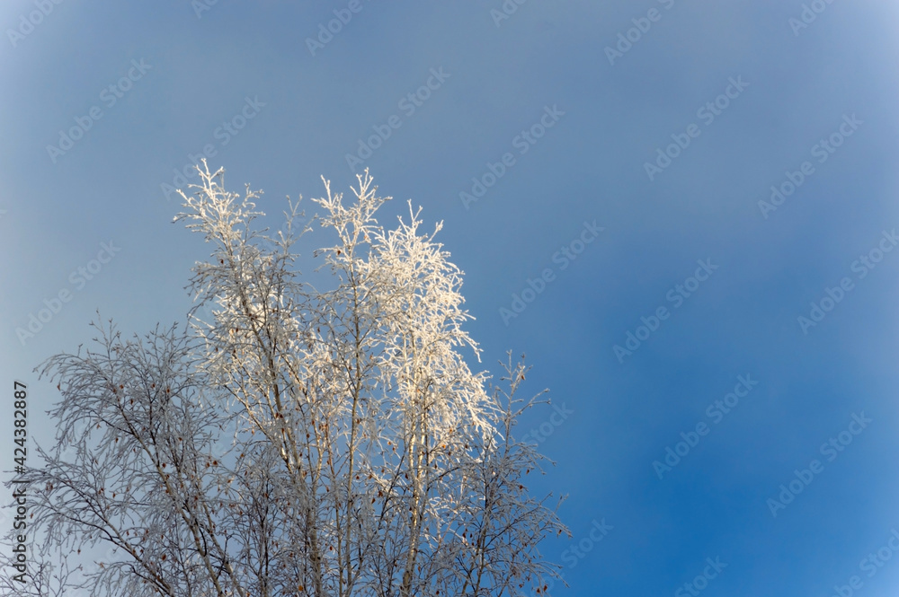 Hoarfrost fell on a birch tree branch. Morning landscape in the autumn forest. The tops of the trees are beautifully illuminated by the sun. Fragment Hoarfrost fell on a birch tree branch. Morning landscape in the autumn forest. The tops of the trees are beautifully illuminated by the sun. Fragment