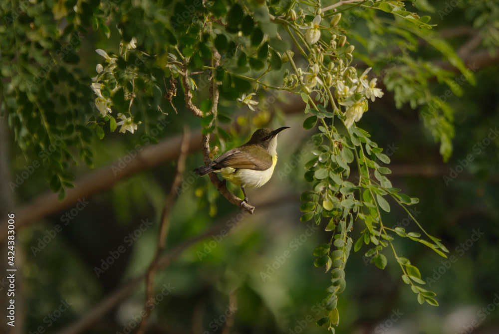 Obraz premium Sunbird