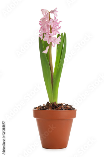 Beautiful blooming hyacinth plant on white background