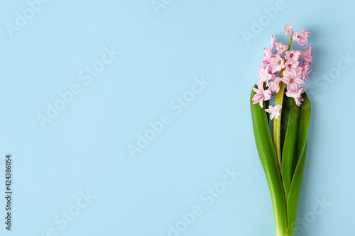 Beautiful blooming hyacinth plant on color background
