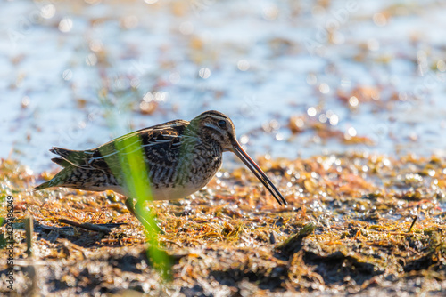 Snipe in swamp. Birds in wild nature and habitat photo