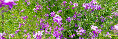 Arabis blepharophylla flowers or rock cress, common coast rock cress or rose rock cress. Arabis Spring Charm blossom. Power flowers pink background