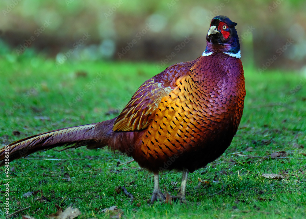 Fototapeta premium Pheasants are birds of several genera within the subfamily Phasianinae, of the family Phasianidae in the order Galliformes.