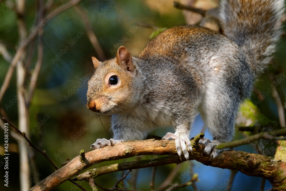 Grey Squirrel feeding in fir tree in urban house garden.