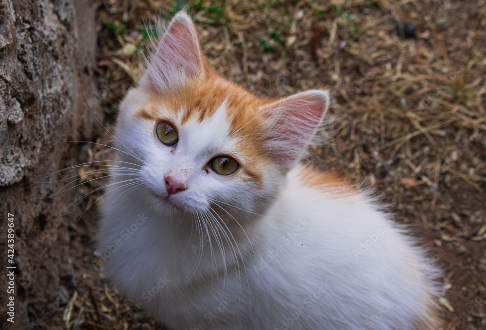 gato mirando hacia arriba