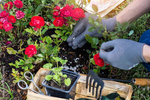 Fotografie Woman hand in protective gloves is fertilizing bushes of red roses in the rocker
