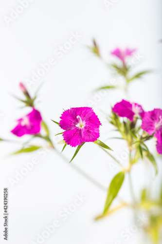 Pink sweet william flower isolated on a white background.