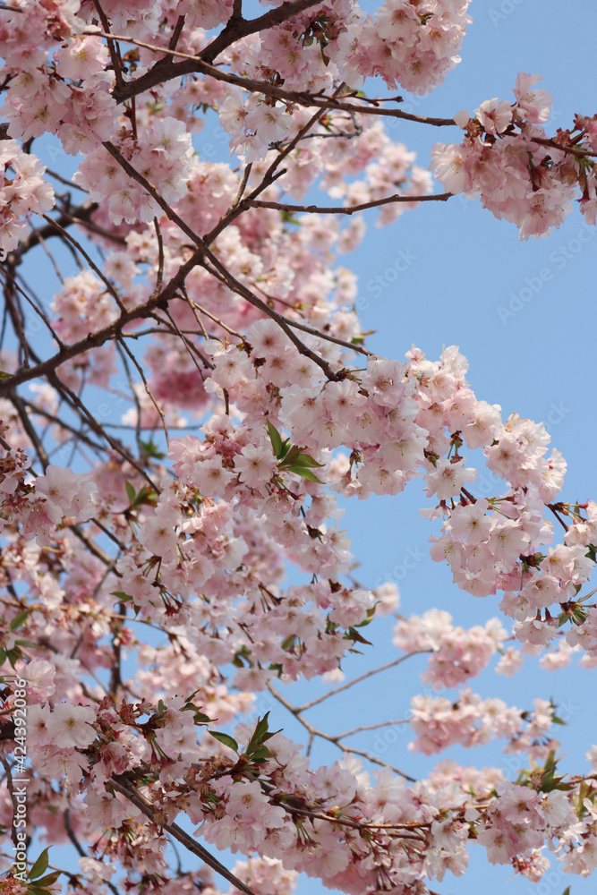 Pink flowers of Cherry tree on branches against blue sky. Springtime background. Prunus avium Pink flowers of Cherry tree on branches against blue sky. Springtime background. Prunus avium