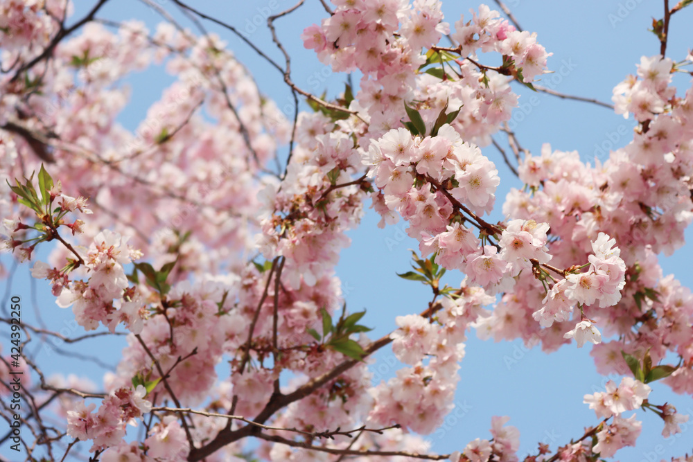 Pink flowers of Cherry tree on branches against blue sky. Springtime background. Prunus avium Pink flowers of Cherry tree on branches against blue sky. Springtime background. Prunus avium