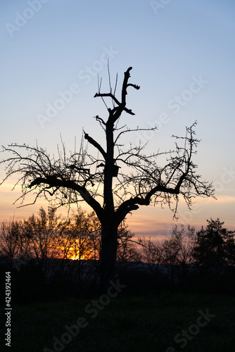 Silhouette of tree with birdhouse at sunrise with orange sun in the background.