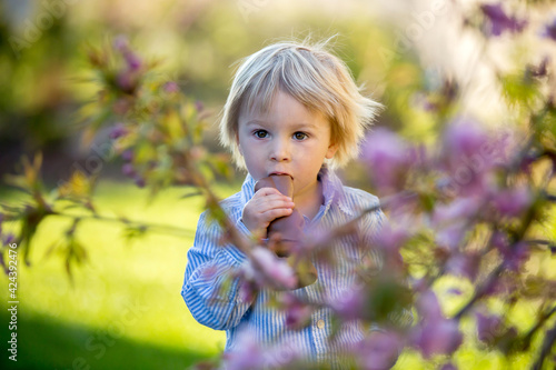 Little toddler boy, eating chocolate bunny in garden on sunset, easter eggs around him