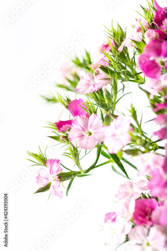 Pink sweet william flower isolated on a white background.