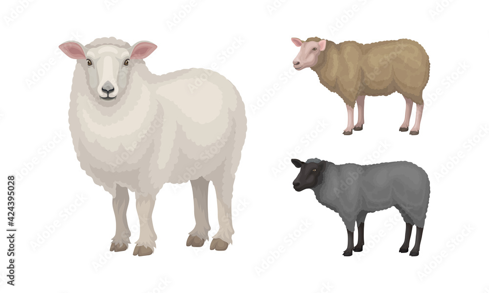 Naklejka premium Sheep as Ruminant Domestic Mammal Kept as Livestock Vector Set