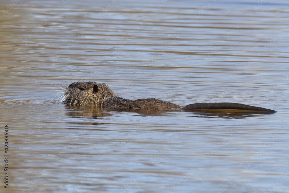 Fototapeta premium Biber/Nutria an einem Fluss im Frühling