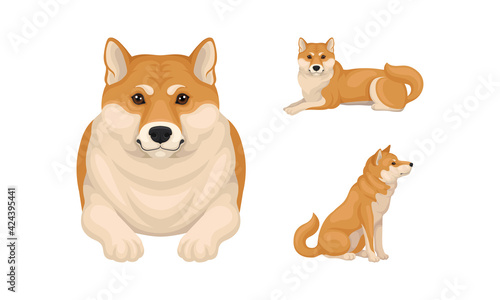 Shiba Inu as Breed of Hunting Dog from Japan in Different Poses Vector Set