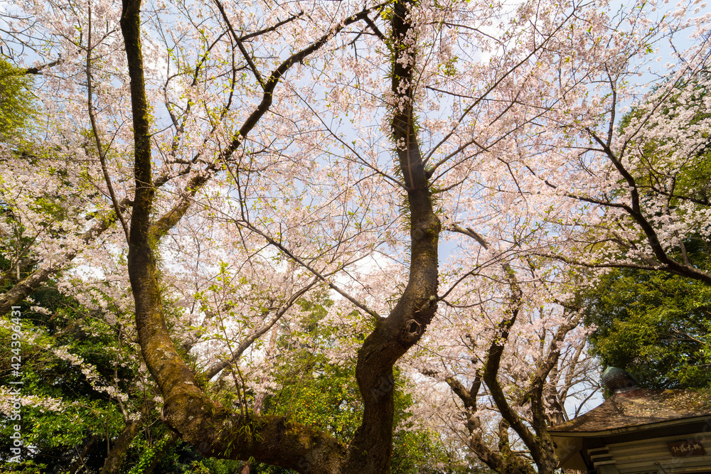 古い桜の木