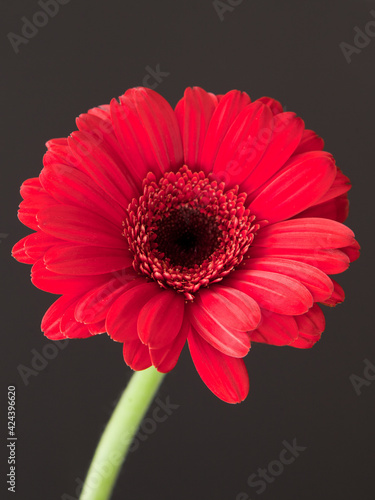 red gerbera flower - red daisy macro petals on black background. spring floral concept