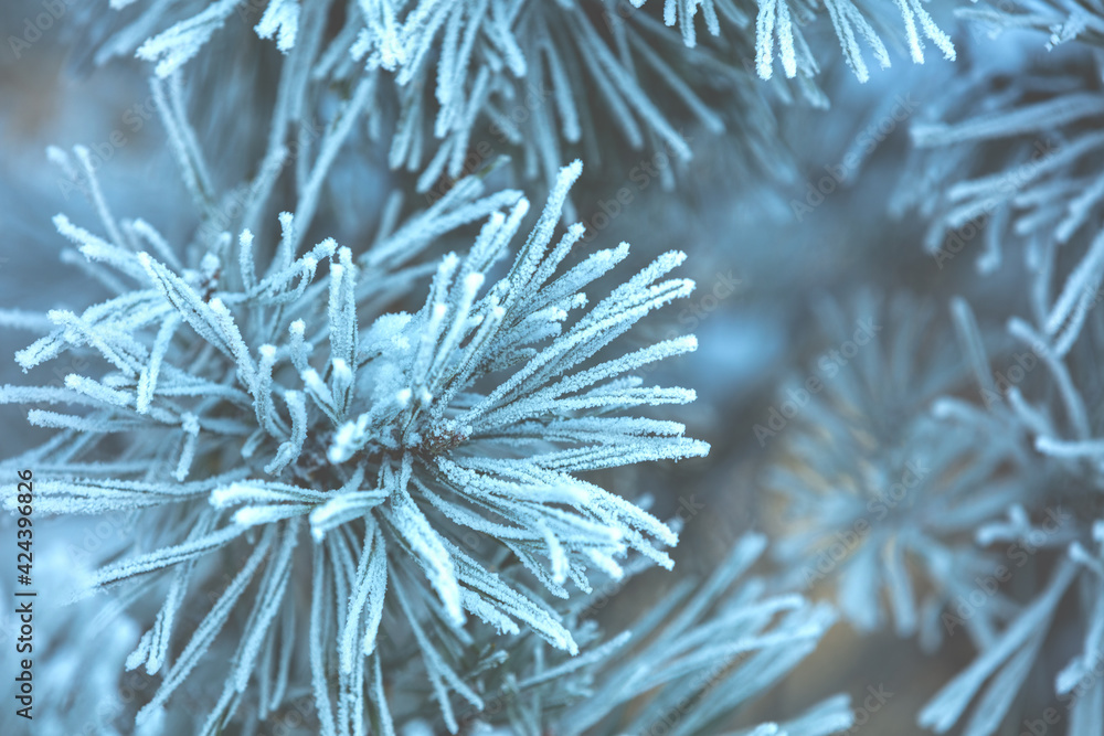 Pine branch covered with hoarfrost. Winter Christmas background
