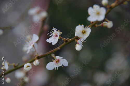 Blossoming cherry branches on the blurred background © Natalia