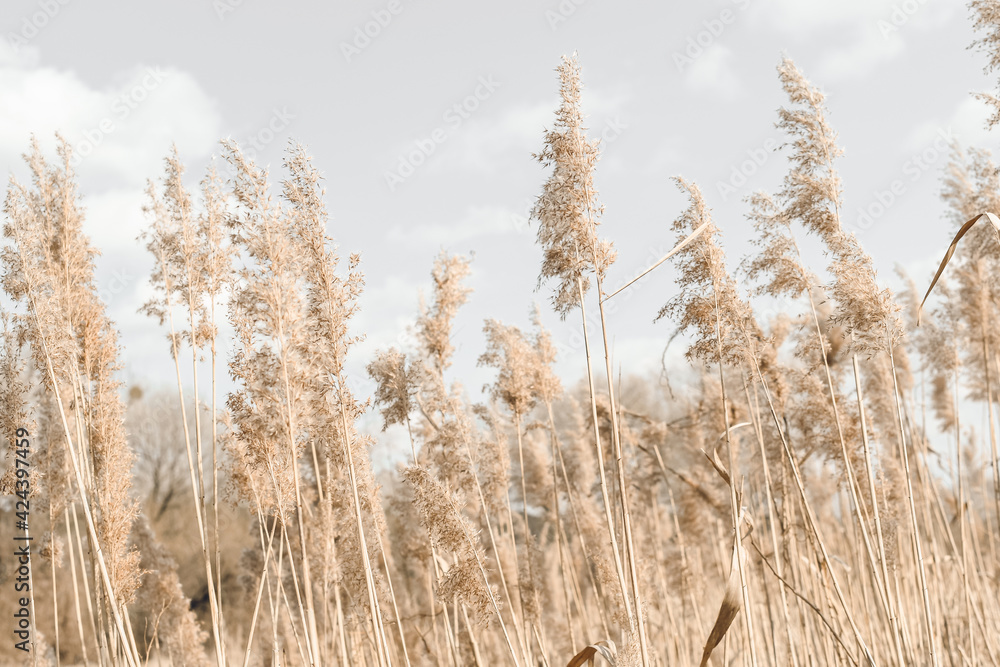 Fototapeta premium Dry grass grows on the field, sedge close-up against the sky. Natural background. Set the fashion trend in champagne color