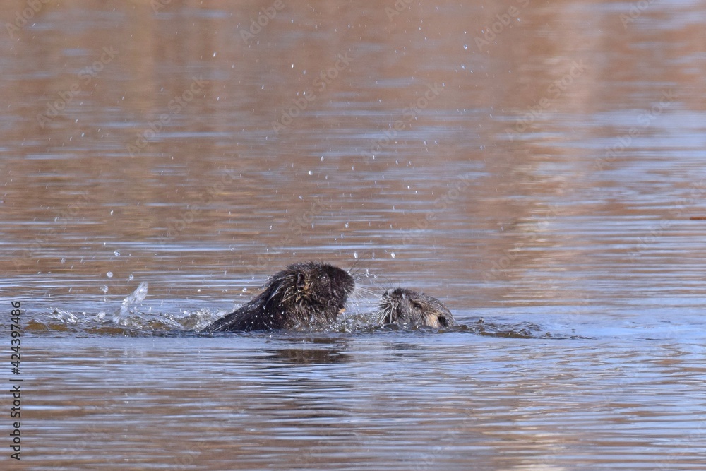 Fototapeta premium Nuria / Biber an einem Fluss im Frühling