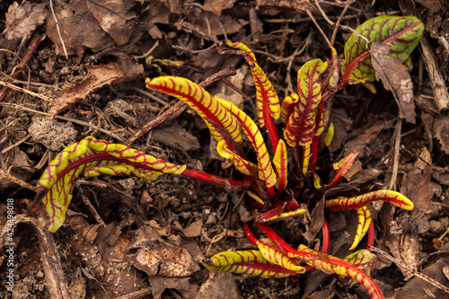 Yellow and red plant comes up through the soil in spring
