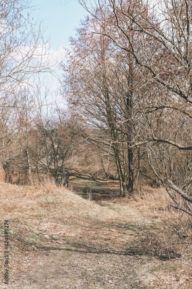 Spring field with trees. Dry field after winter. Beautiful nature Spring field with trees. Dry field after winter. Beautiful nature