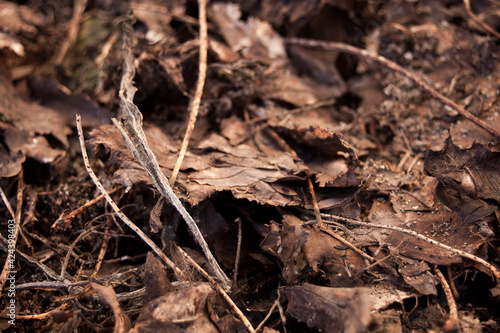 Brown leafs on the soil on spring © Ida Wastensson