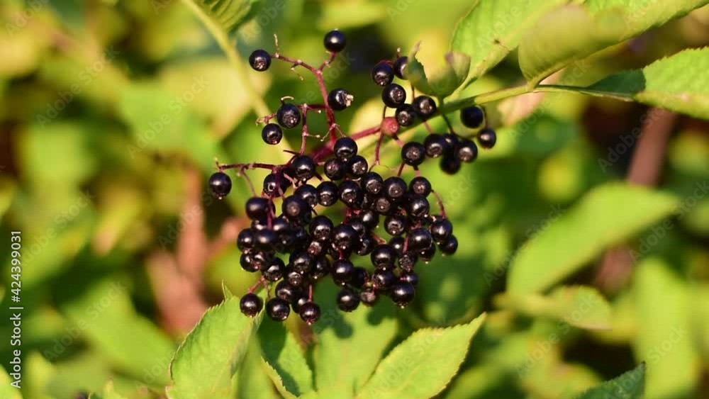 Ripe Black Elderberries Hang On Bushes.