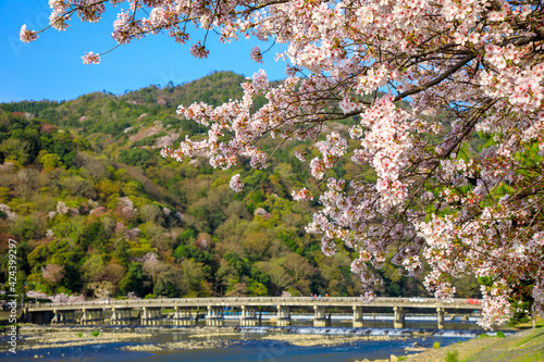 京都嵐山サクラと渡月橋