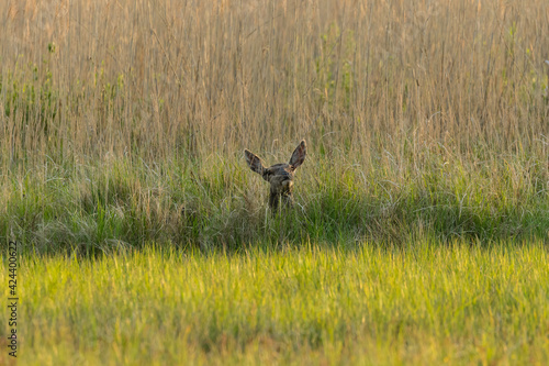 Fototapeta Naklejka Na Ścianę i Meble -  Jelenie cervus elaphus trzciny i łąka latem, słoneczny dzień w rezerwacie przyrody, zdjęcie dzikiej przyrody