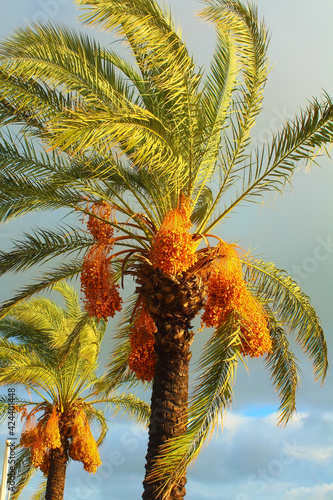 Date palm tree.